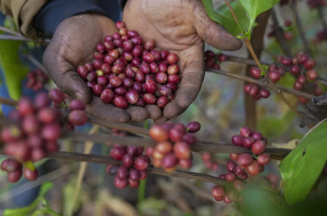 Giống cà phê hiếm giúp ngành nông nghiệp vượt hạn hán